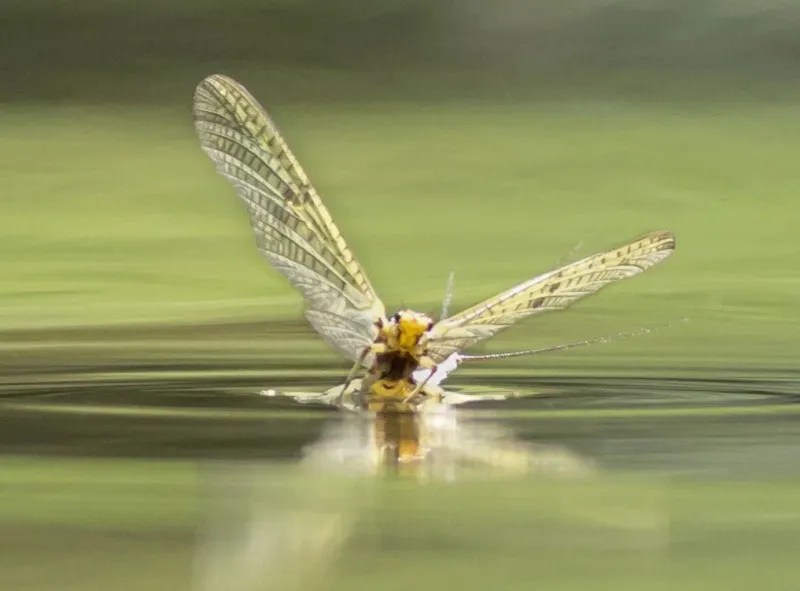 A mayfly with wings stretched dancing on the surface of a river
